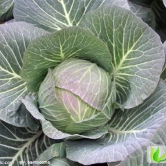 黑龙江北林中甘21甘蓝：红旗乡姚广学