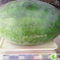 河南通许龙卷风：娄军政