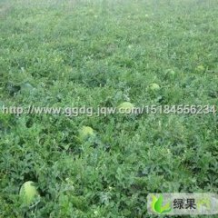 黑龙江北林红旗乡