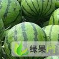 黑龙江北林区红旗西瓜王洪旺