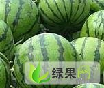 黑龙江北林区红旗西瓜王洪旺