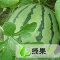 崇明大棚8424西瓜电话:13162585643