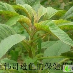 山东牡丹伟哥蔬菜：种植基地