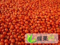 山东寿光以色列西红柿：镇崔先生