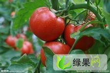 河南中牟金鹏：韩寺镇李先生