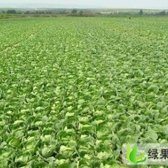 陕西太白中甘21甘蓝：塘口村小李