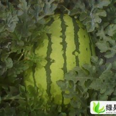 甘肃靖远金城5号：高湾乡王先生