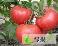 河南中牟各种：韩寺镇董先生