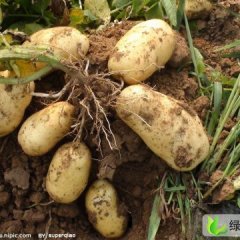 河北围场克新一号：朝阳湾丁福祥