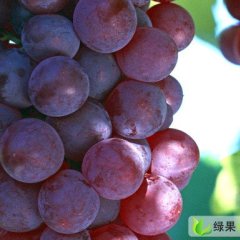 南邓村葡萄信息站
