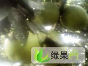 湖南江永蜜柚：粗石江何泽明