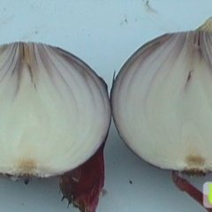 黑龙江梅里斯进口红皮洋葱：大八旗高广维