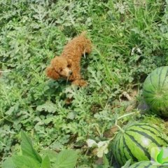 甘肃宁县金城系列：新宁镇原贵全