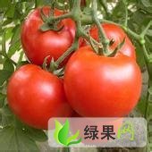 河南中牟金鹏：韩寺镇李川