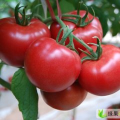 吉林扶余美粉宝石：安家安洪园