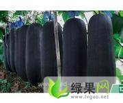 河南中牟铁冠军冬瓜：韩寺镇李川