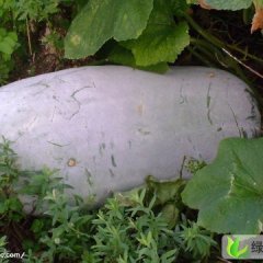 山东金乡铁冠军冬瓜：鸡术镇杨永辉