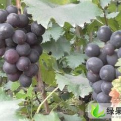 河北清苑县王盘村巨峰葡萄火爆上市中！