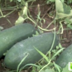 河南夏邑子弹头黑皮冬瓜：王集乡彭成见