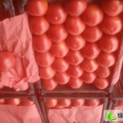 吉林宁江以色列西红柿：伯都乡李强强