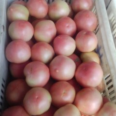 河南中牟硬粉：韩寺镇董喜林