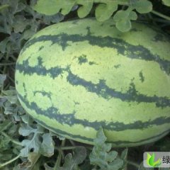 甘肃甘州丰抗8号：老寺庙张先生