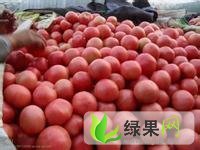 山西绛县硬粉西红柿/番茄
