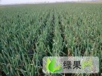 山东成武章丘大葱：孙寺镇李先生