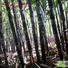 河南省商丘市睢阳区李口镇黑皮甘蔗 谷权威