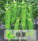 辽宁凌海羊角椒：西彭雨硕