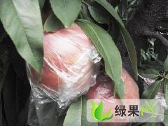 陕西大荔超越桃：范家镇李吉红