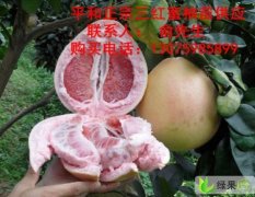 福建漳州新品种蜜柚苗福建红肉蜜柚苗平和新品