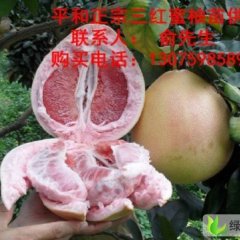 福建漳州新品种蜜柚苗福建红肉蜜柚苗平和新品