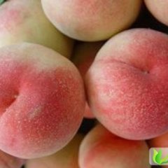 2013山东蒙阴蜜桃8月5日最新报价