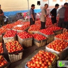 河北乐亭硬粉：王滩镇徐辉