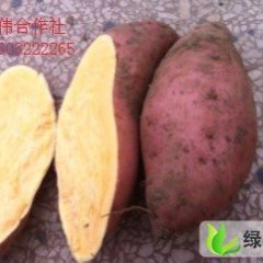 批发大量红薯龙署九1元/斤