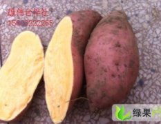 批发大量红薯龙署九1元/斤