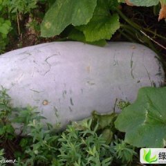 山东金乡铁冠军冬瓜：鸡术镇李先生