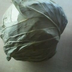 内蒙古翁牛特旗绿球：梧桐花吴孝龙