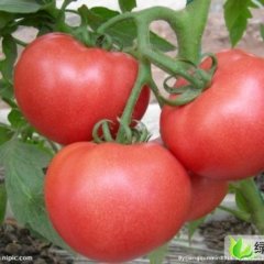 山东莱西欧盾：店埠镇徐光杰