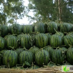 黑龙江双城朝阳乡王岩，代办西瓜