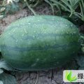 山东冠县冠龙：山东冠卞先生