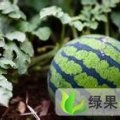 黑龙江北林地雷瓜：红旗乡张金武