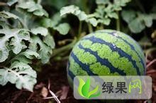 黑龙江北林地雷瓜：红旗乡张金武