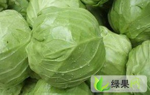 黑龙江双城中甘21甘蓝：朝阳乡马春明