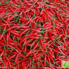 山东金乡子弹头：卜集乡夏松义