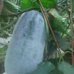 四川西昌子弹头黑皮冬瓜供应：我是礼州镇宋平