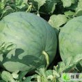 辽宁建平花皮无籽：叶柏寿王日新
