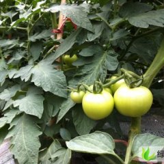 大量供应贵州六枝大红西红柿：六枝城左金兰