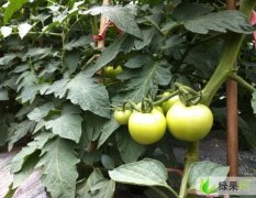 大量供应贵州六枝大红西红柿：六枝城左金兰